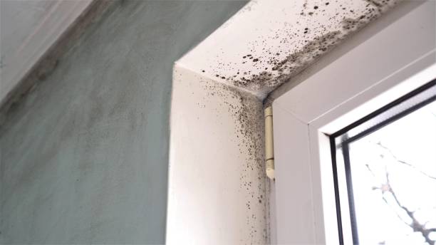 Attic Mold Removal in Riverdale Park, CA