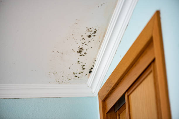 Best Attic Mold Removal  in Riverdale Park, CA