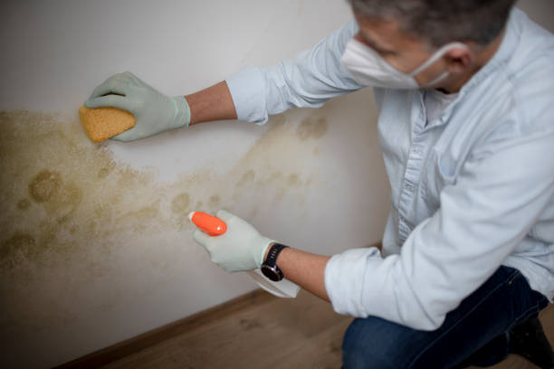 Best Home Mold Removal  in Riverdale Park, CA