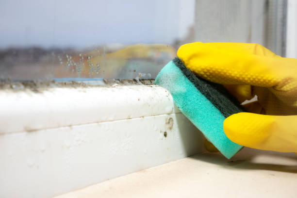 Best Residential Mold Removal  in Riverdale Park, CA