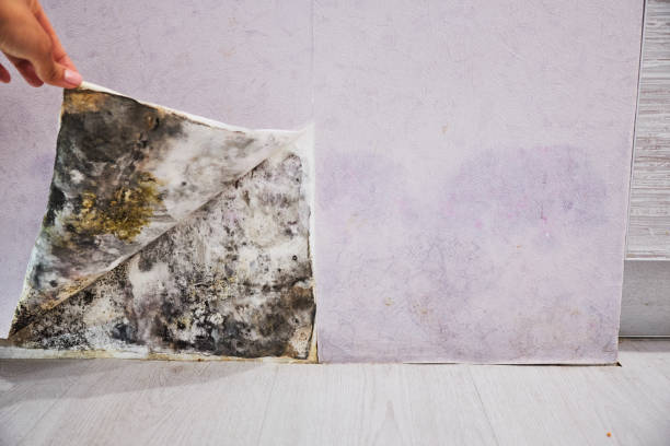 Best Mold Damage Repair  in Riverdale Park, CA